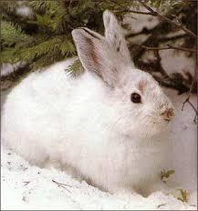 Speciation Example: Snowshoe Hares