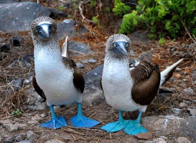 Charles Darwin Also studied Blue Footed Boobies These unique