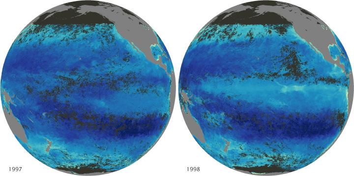 El Niño conditions (reduced upwelling; reduced phytoplankton density)