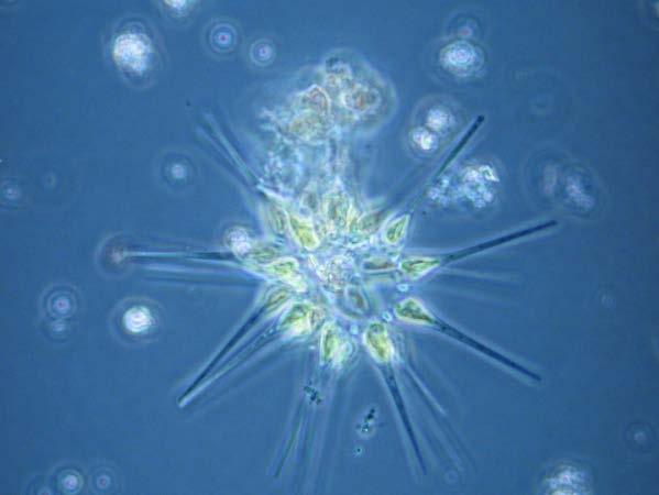 Phytoplankton Can be bacteria,