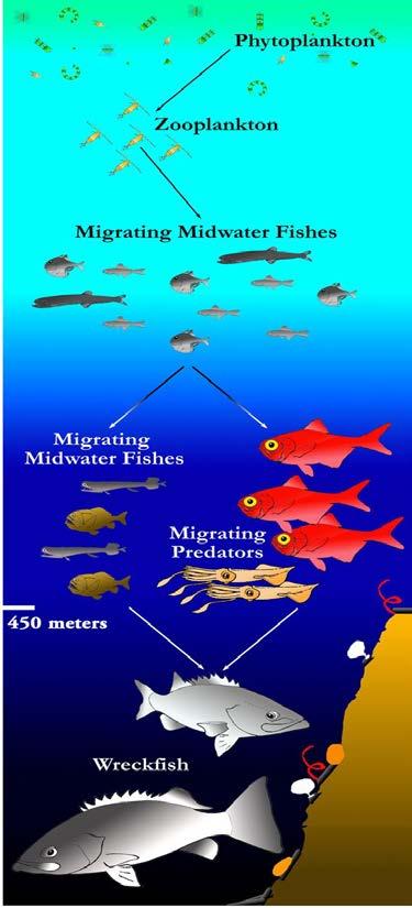 Role of Phytoplankton in the Environment Primary producers in aquatic food webs.