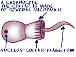 DIGESTION METHODS AND STUCTURES Digestion in sponges occurs when the flagella of choanocytes draws water through the holes in the body wall,