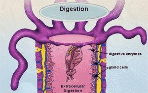 Here, specialized collar cells trap food particles and digest them, or pass them on to an ameboid-like cell for digestion and circulation