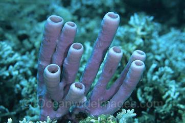 GENERAL CHARACTERISTICS Porifera Sponges, or