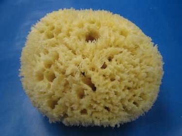 SHAPE CHARACTERISTICS Porifera are asymmetrical meaning there is no symmetry in their body structure.