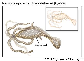 environment. Cnidaria have simple nervous system called a nerve net.