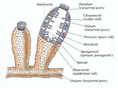 EXCRETION METHOD AND STRUCTURES Porifera do not have a true excretory system.
