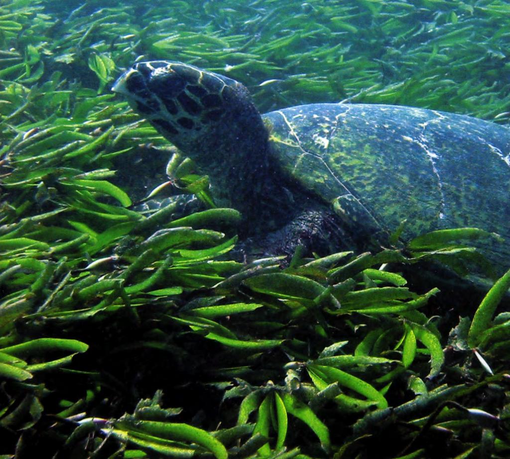 Seagrasses: Community dynamics Grazers Turtles