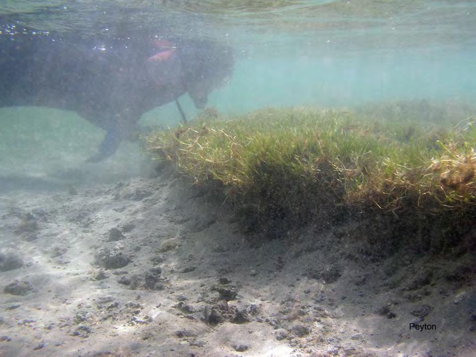 Seagrasses: Community dynamics Seagrasses in Hawaii