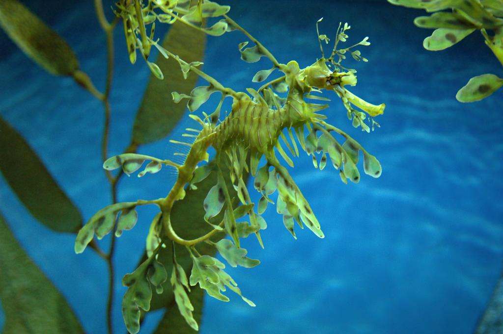 Seagrasses: Community dynamics Carnivores: Leafy Sea Dragon