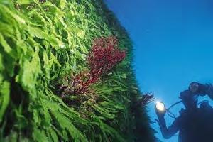 Seagrasses: Anthropogenic stressors Invasive Species