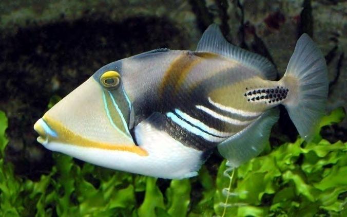 triggerfish Reef triggerfish,