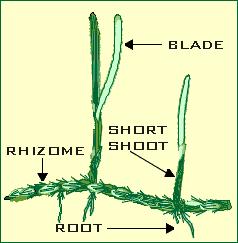 Seagrasses: Formation and development Blades