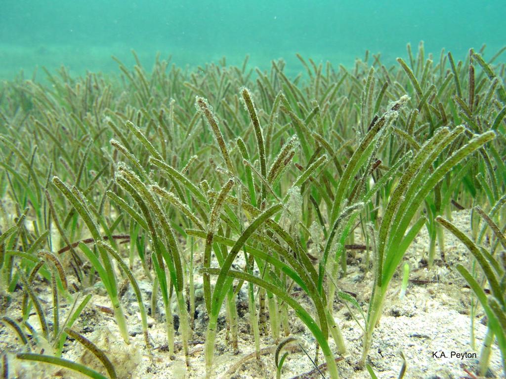 Seagrasses: Formation