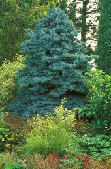 You may have noticed that the leaves on some evergreen trees are shaped like needles.
