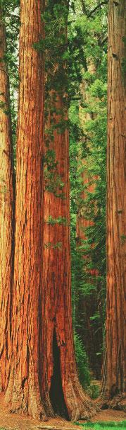 Examples of Evergreens Evergreen trees come in all shapes and sizes. Two giant evergreens are the coast redwood and the sequoia, both of which are found only in California.