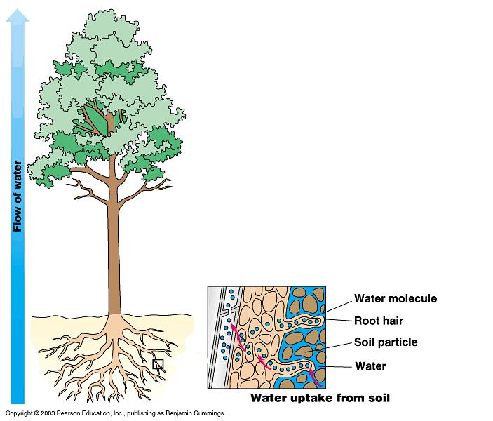 How does a tree transport water and dissolved soil nutrients from the roots to the leaf crown? a. The roots use pressure to pump water from the soil to the tree top.
