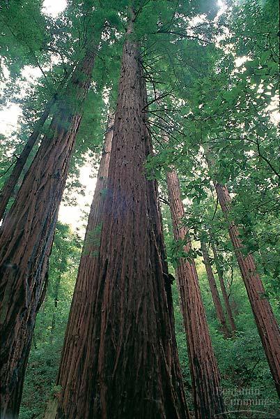 These redwoods are huge tons of living biomass. As autotrophs, they rely on photosynthesis.