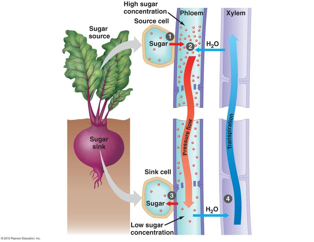 The pressure-flow mechanism is a hypothesis to explain phloem sap transport. This mechanism relies on the active transport of sugar into phloem vessels.
