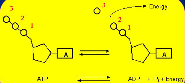 ATP/ADP cycle Energy is released by breaking the chemical bond between the 2 nd and 3 rd phosphates in ATP ATP ADP + Phosphate + Energy Adenosine triphosphate ---