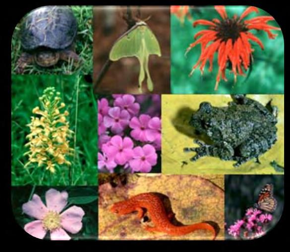 is the variation of life forms within a given ecosystem, biome, or for the entire Earth.