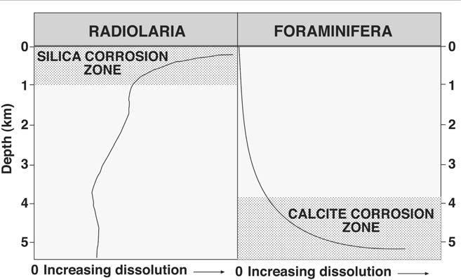 CCD), and away from areas of high surface water productivity (where siliceous oozes accumulate) Figure 3. Comparison of dissolution profiles of radiolaria and planktonic foraminifera.