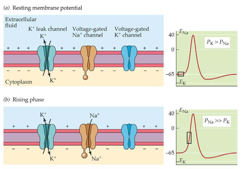 Action Potential Changes