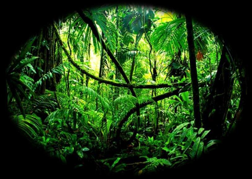 The characteristics of the tropical rainforest are; 1.