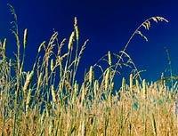 Soft stems enable prairie grasses to bend in