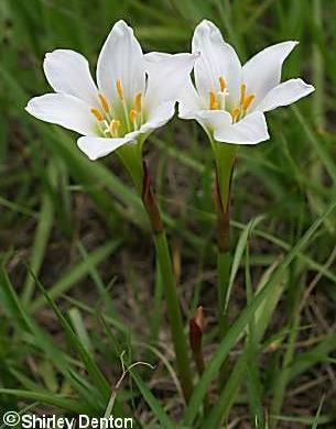 Common Name: SIMPSON S RAIN LILY Scientific Name: Zephyranthes simpsonii Chapman Other Commonly Used Names: Simpson s zephyr-lily, Florida atamasco-lily, rain zephyr-lily, rain lily Previously