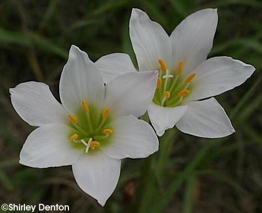 Langdon, K.R. 1983. Simpson s zephyr lily, Zephyranthes simpsonii, an endangered species. Botany Circular 20. Florida Department of Agriculture and Consumer Services, Gainesville. http://www.