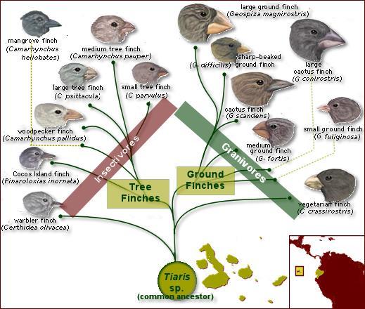 Darwin used the Theory of Natural Selection to explain what happened on the Galapagos Islands with the finches.