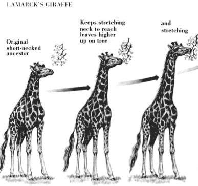 Lamarck (1744-1829) was first to state that descent with modification occurs and that organisms become adapted to their environments Inheritance of acquired characteristics was the Lamarckian belief