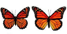 Left monarch Right viceroy (not