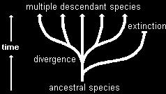 the formation of new species CONVERGENT