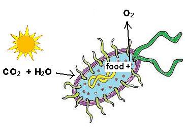 nucleus Obtain energy by eating photosynthetic prokaryotes
