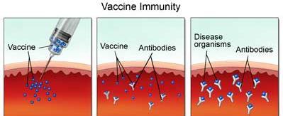 VACCINES solutions containing weakened or killed pathogens (a pathogen is anything that causes disease) Taken prior to an infection to build antibodies against the pathogen Sometimes
