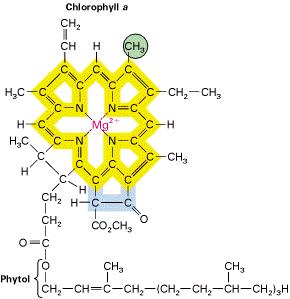 In Chlorophyll b, CHO replaces CH3 in ring II) Light and Pigments Plants gather the sun's energy with