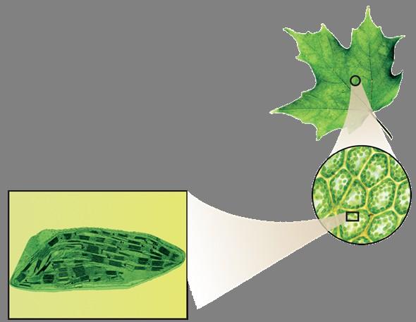 Inside a Chloroplast In