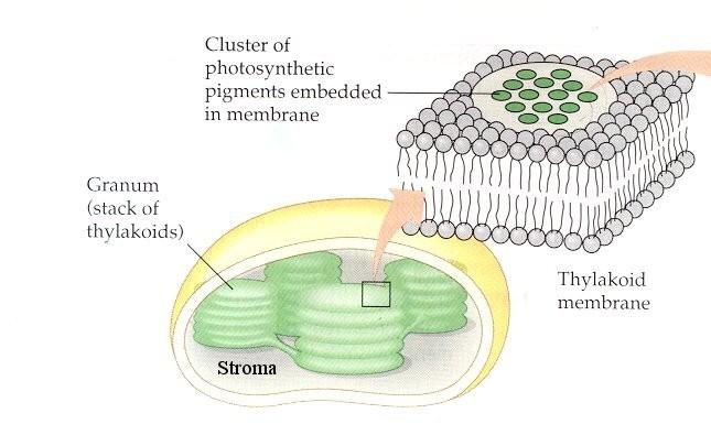 Inside a Chloroplast in the thylakoid membrane organize and other pigments