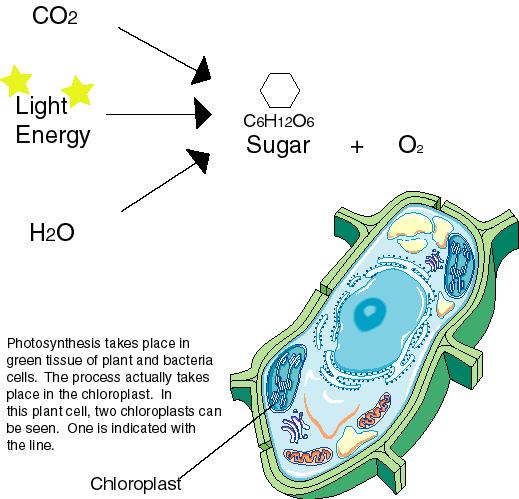Photosynthesis is the process