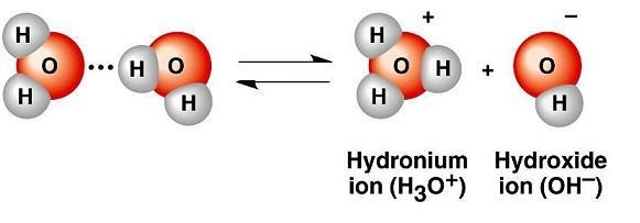 Because water reacts with itself, the amount of hydronium ions (H 3 O + ) formed = the amount of hydroxide