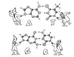 3) m: 6-12, m: 12, Lennard-Jones potential Watson and Crick demonstrate the complementary of DNA basepairs.