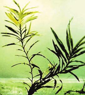 Robbin s Pondweed (Potamogeton robbinsii) Also known as Fern-leaf