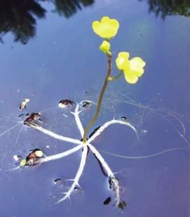 SUBMERSED SPECIES Little Floating Bladderwort (Utricularia radiata) This bladderwort is easily recognized by yellow flowers that are supported above the water surface by oblong leaves that act as