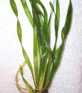 SUBMERSED SPECIES Water Celery (Vallisneria americana) Wild celery has ribbon-like leaves with bluntly
