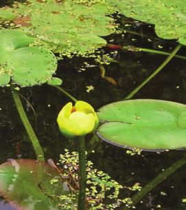 Duckweed can form mats covering areas of slow moving water. Photo Credit: Robert H.