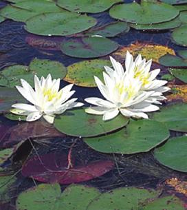 FLOATING LEAF SPECIES White Water Lily (Nymphaea odorata) White water lilies have white
