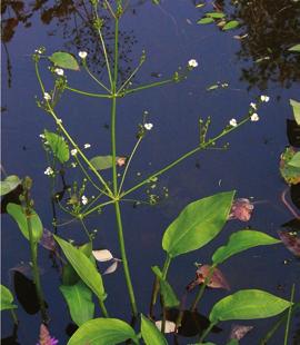 EMERGENT SPECIES Water Plantain (Alisma plantago-aquatica) The water plantain