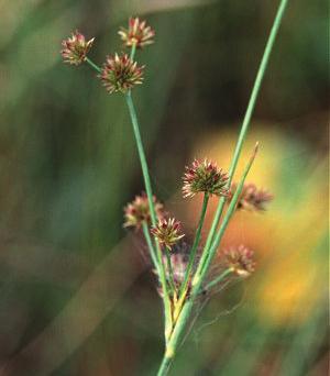 Canada Rush (Juncus canadensis) This rush can grow up to 3 tall and tends to grow in small groups.